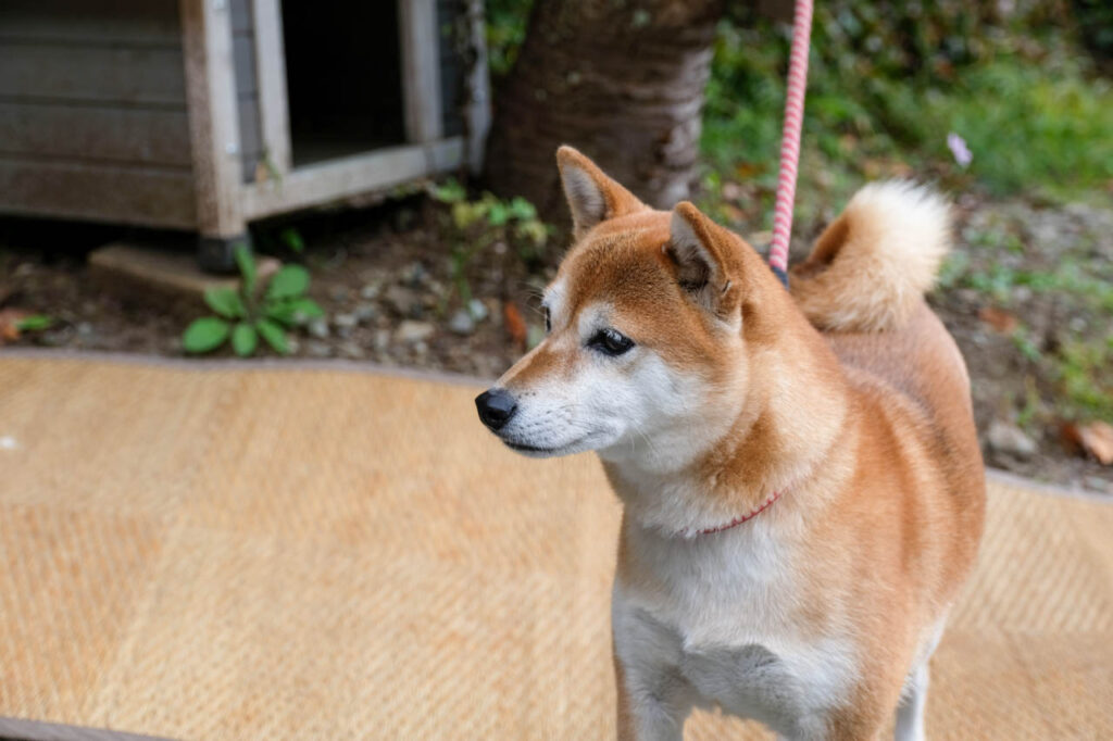 ほうとう