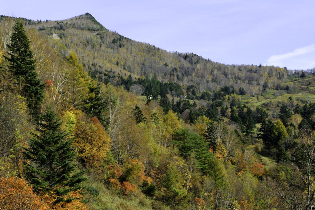 高山村