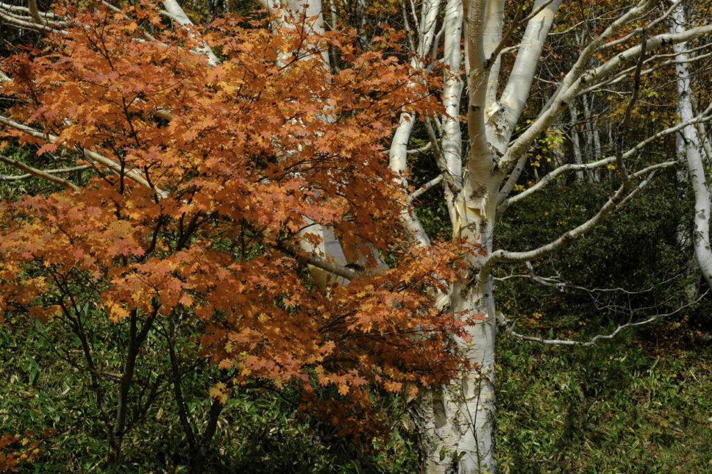 高山村