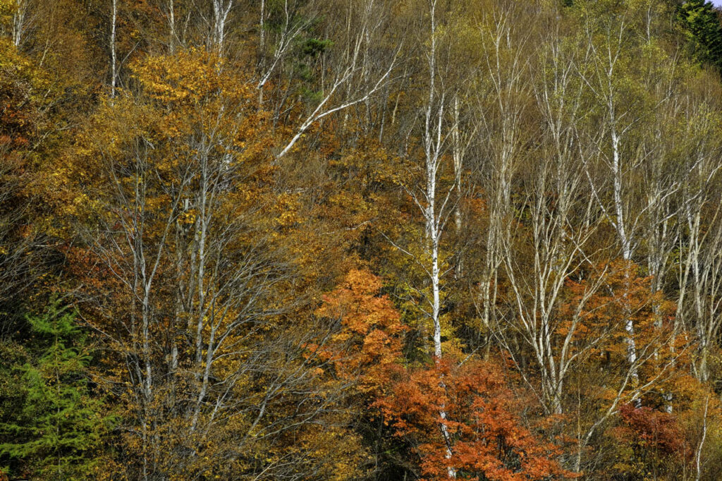 高山村