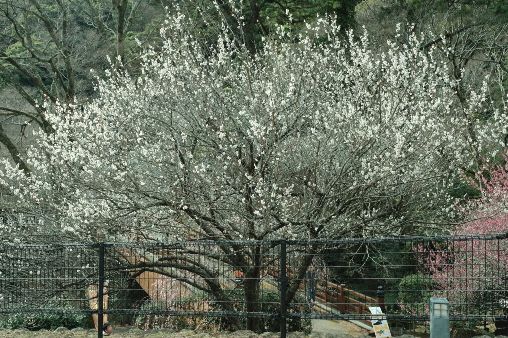 熱海梅園