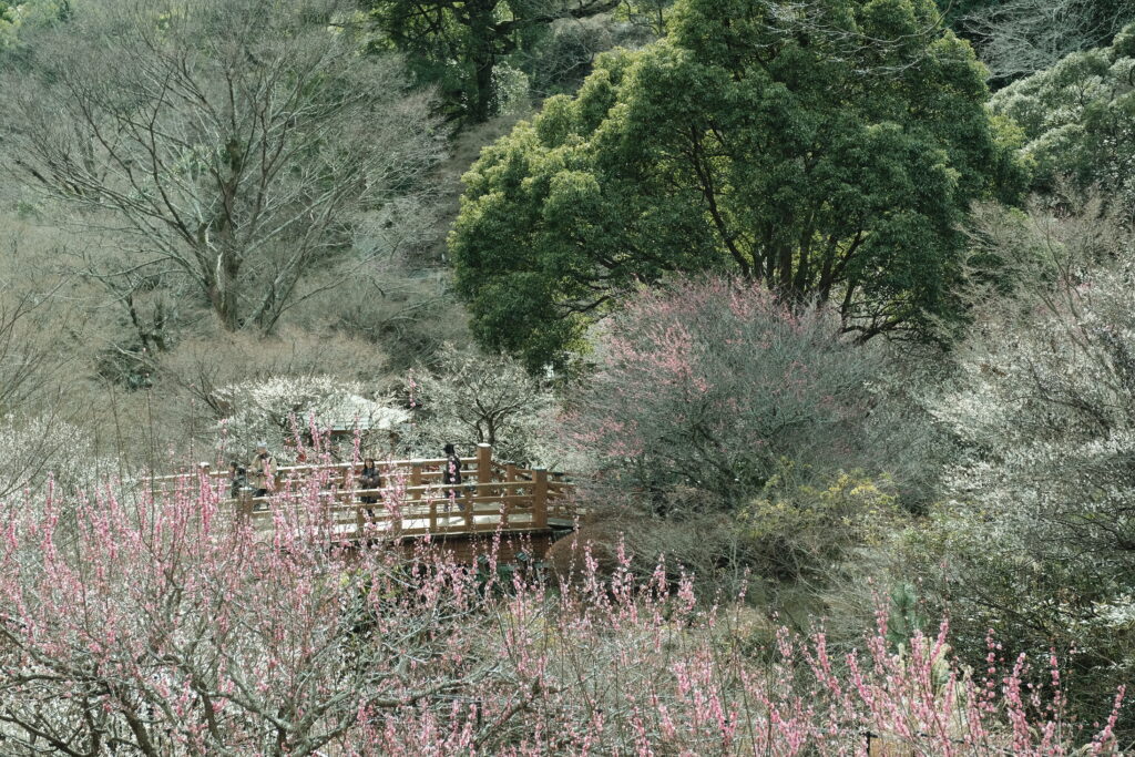 熱海梅園