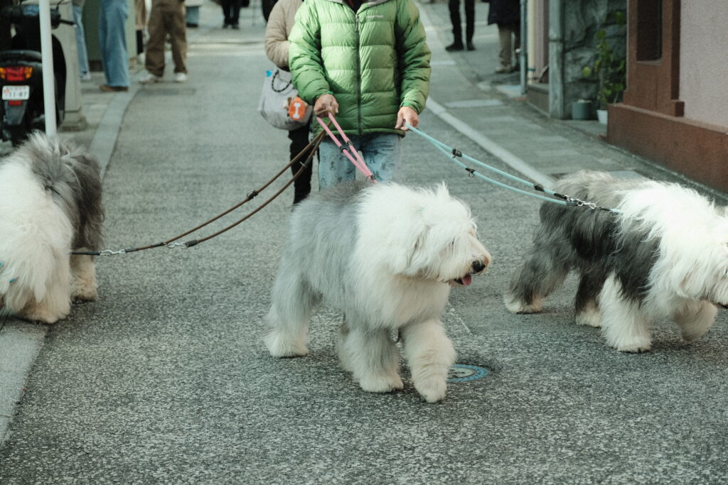 オールドイングリッシュシープドッグ