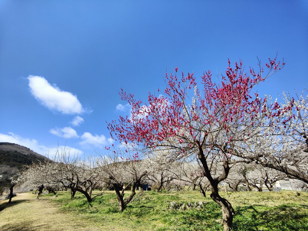 梅見 ウォーキング