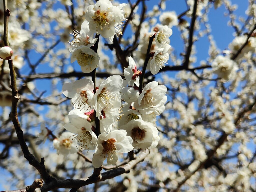 梅見 ウォーキング