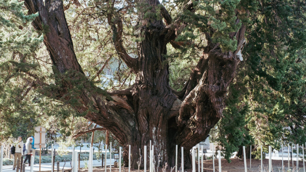 鎌倉 ガレージブルーベル スコーン