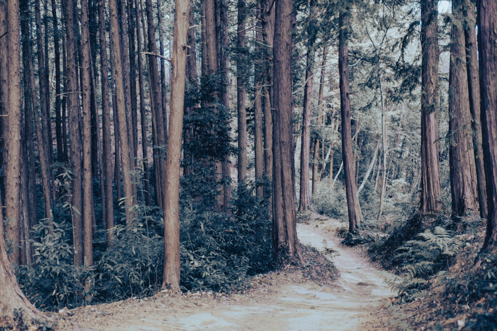 天覧山 多峯主山 ハイキング コースのガイド・50代夫婦が歩く飯能3時間ルート