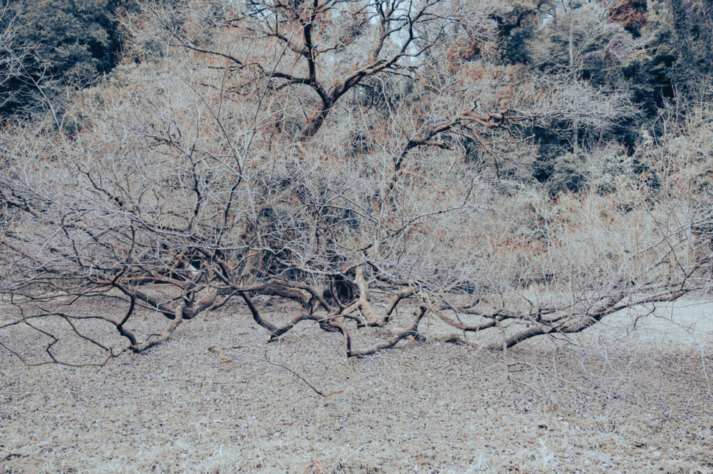 天覧山 多峯主山 ハイキング コースのガイド・50代夫婦が歩く飯能3時間ルート