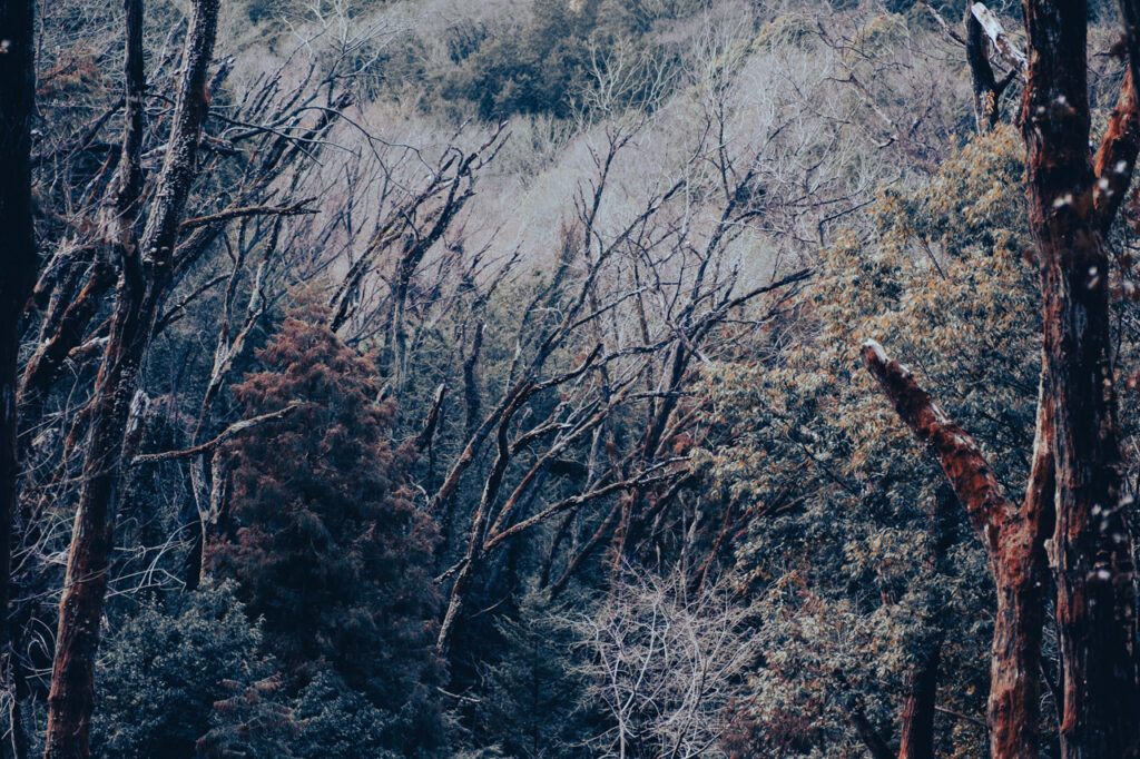 天覧山 多峯主山 ハイキング コースのガイド・50代夫婦が歩く飯能3時間ルート