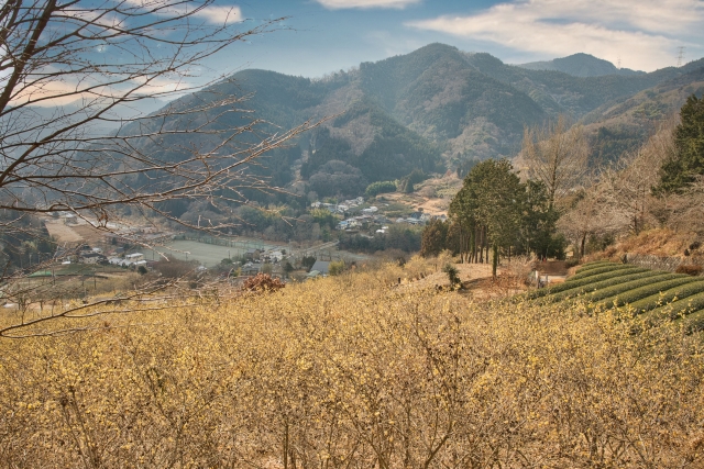 寄ロウバイまつり