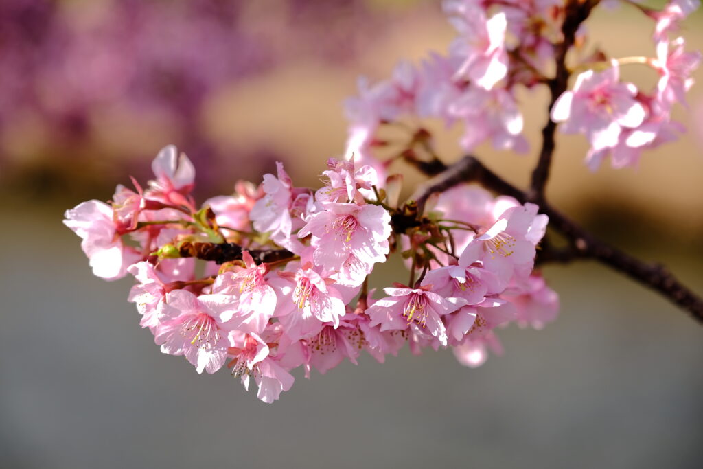2026年 河津桜