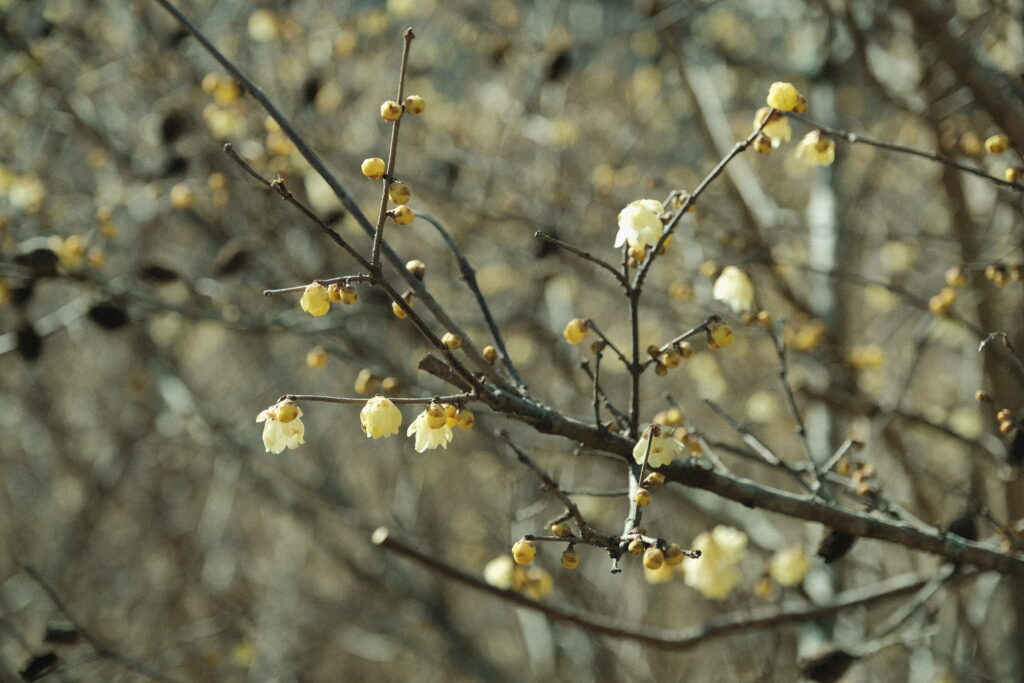 寄ロウバイまつり