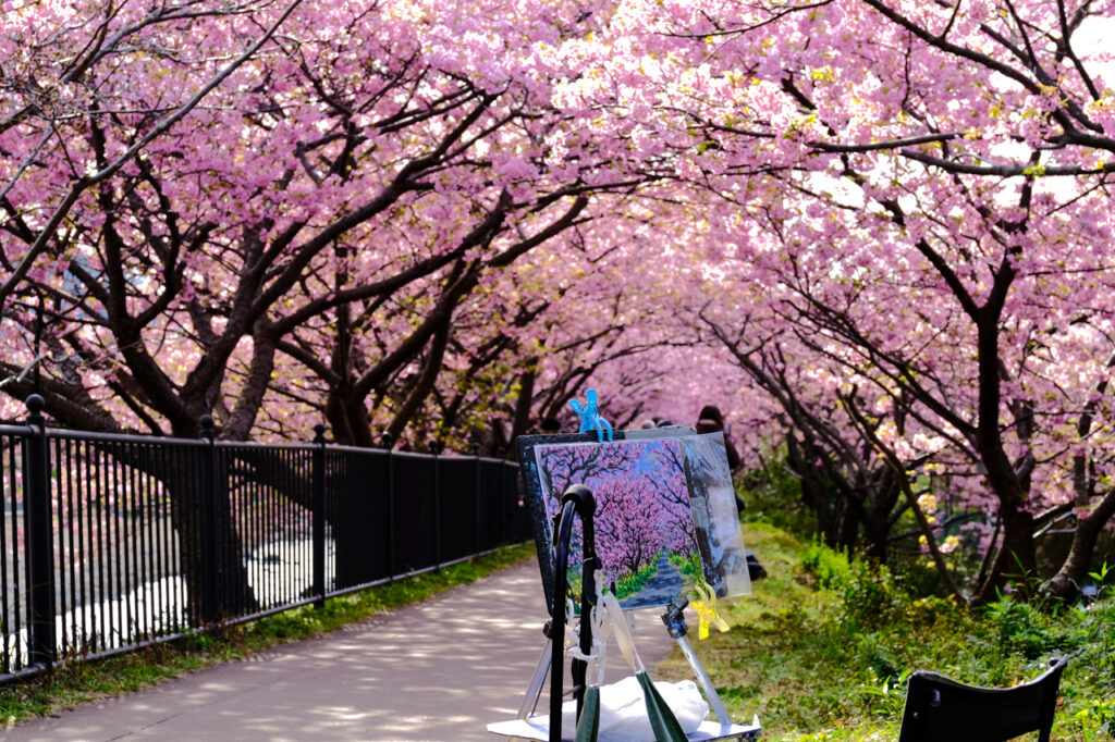 2026年 河津桜