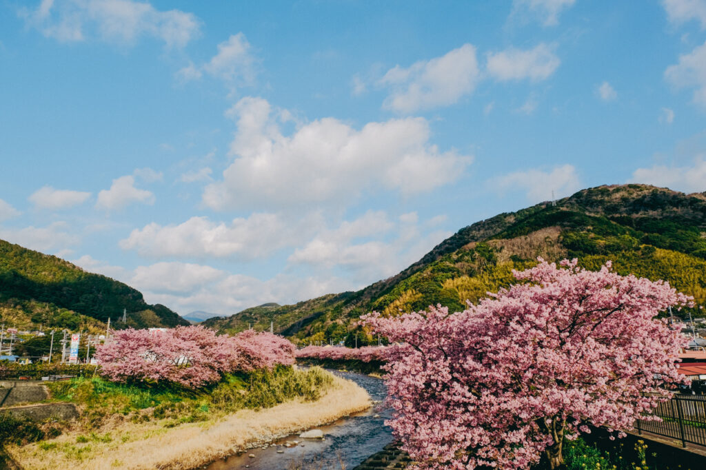 2026年 河津桜
